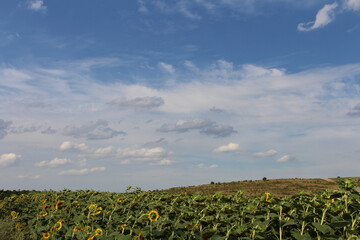 Fototapeta na wymiar A field of sunflowers under a blue sky