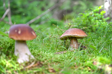boletus mushroom in the moss in the forrest