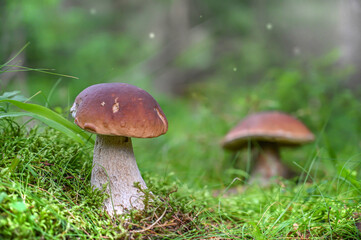 boletus edulis mushroom in the moss in the amazing forest