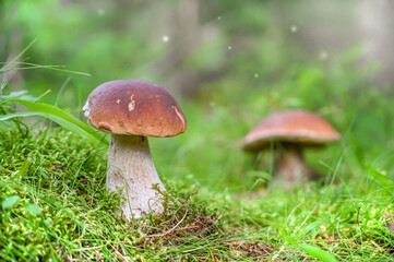 boletus edulis mushrooms in the moss in the amazing forest