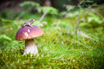 frog on the boletus edulis mushroom in the moss in the amazing forest