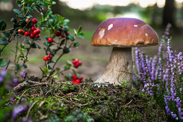 boletus edulis mushroom with cranberries in the moss in the amazing forest