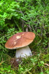 boletus edulis in beautiful green moss