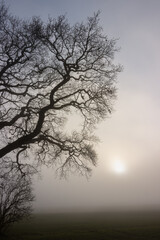 Mystic oak tree branches in the fog in winter as tree burial and grief concept