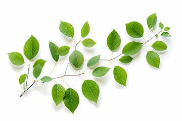 branch of exotic tree leaves on a white canvas. Generative AI