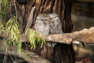 pair of tawny frogmouth owls sleeping in a tree during the day in australia