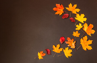 Border made of colorful autumn leaves over dark background.