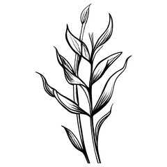 Fototapeta premium Wildflower line art bouquets Hand drawn flowers, meadow herbs, wild plants, botanical elements for design projects