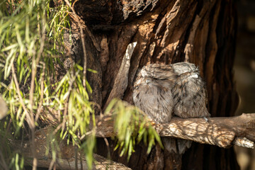 pair of tawny frogmouth owls sleeping in a tree during the day in australia