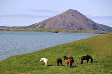 Obraz premium Iceland-Iceland horses in a paddock at Lake Myvatn 