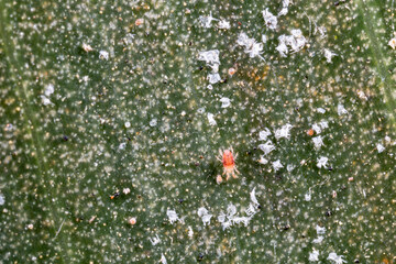 Tetranychus urticae ( red spider mite or two-spotted spider mite) on a leaf. Microscopic image.