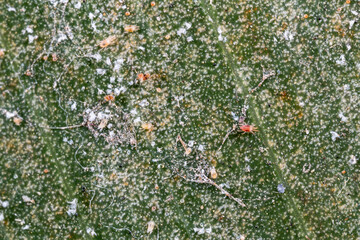 Tetranychus urticae ( red spider mite or two-spotted spider mite) on a cucumber leaf. Microscopic image.