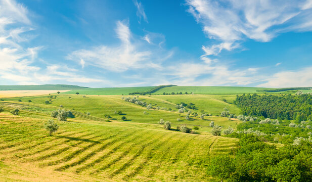 Hilly green field, meadow and blue sky. Wide photo.