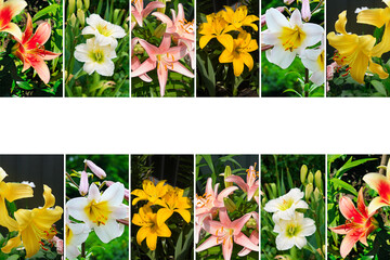 collage of garden lilies. Free space for text.