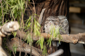 pair of tawny frogmouth owls sleeping in a tree during the day in australia