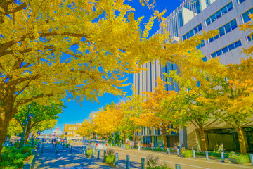 日本大通りの紅葉（横浜市）