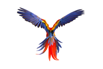 Colorful feathers on the back of macaw parrot isolated on transparent background png file