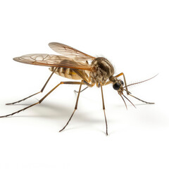 A mosquito on a white background - obrazy, fototapety, plakaty