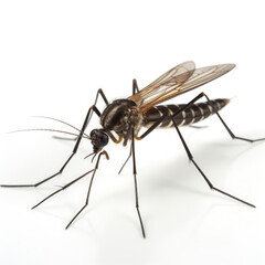 A mosquito in extreme close-up on a plain white background - obrazy, fototapety, plakaty