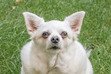 American eskimo dog, dog breed, urban pets