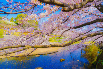 岸根公園の桜