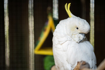 White cockatoo and corella perched in a gum tree in outback Australia. Native Australian birds in a...