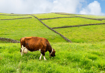 Vaca leiteira a pastar num campo de erva dos Açores 
