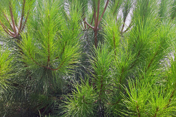 Closeup photo of green needle pine tree. Background of Christmas tree branches.