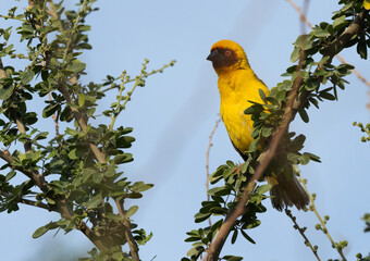 Ruppells weaver bird on tree branch, Bahrain