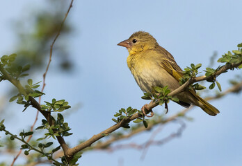 A female Ruppells weaver bird on tree branch, Bahrain