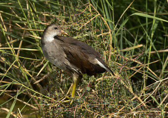 Juvenile Common Moorhen at  Adhari canal, Bahrain