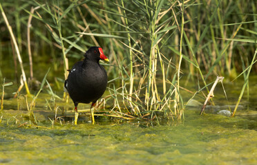 Common Moorhen in Adhari canal, Bahrain