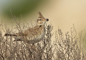 Crested Lark percehd on bush holding insects, bahrain