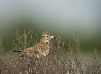 Crested Lark holding insects, bahrain