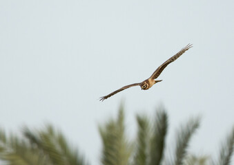 Pallid harrier flying at Hamala area, Bahrain