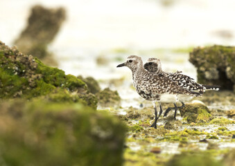 Grey plovers at Eker creek of Bahrain during low tide