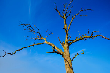 closeup dry tree on blue sky background