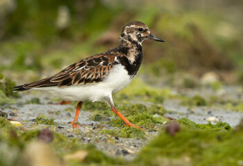 Portrait of a Ruddy Turnstone at Eker creek, Bahrain