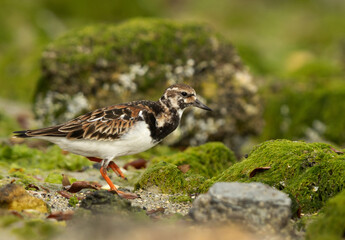 Ruddy Turnstone on green at Eker creek during low tide, Bahrain
