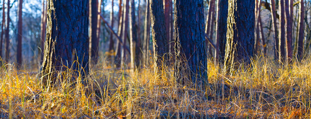 closeup wide forest glade with grass