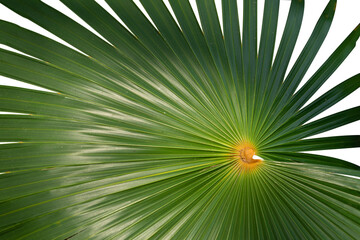 Obraz premium Exotic tropical big leaf element