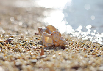 Seashell on the beach