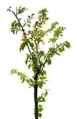 Obraz premium Branch of Bougenville flower plant isolated