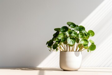 A closeup image shows a Pilea peperomioides houseplant placed in a ceramic flower pot on a white table against a gray wall in a home. Sunlight illuminates the scene, highlighting the Chinese money
