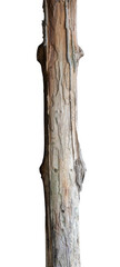 Old dead wood isolated element