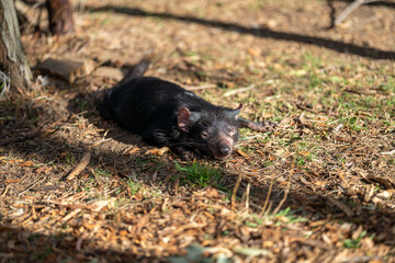 pair sleeping Beautiful tasmanian devil in the Tasmanian bush. Australian wildlife in a national park in Australia in spring