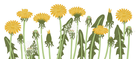 dandelion, field flowers, vector drawing wild plants at white background, floral elements, hand drawn botanical illustration