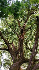 Close up branch of Big trees in the forest