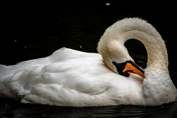 white swan on the water