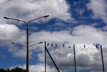 Ravens and crows on the fence of the sports field near the lanterns against the blue cloudy sky